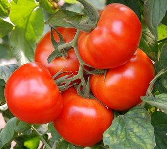 Les meilleures variétés de tomates et de tomates en 2026