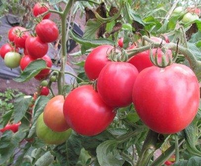 Les meilleures variétés de tomates et de tomates en 2026
