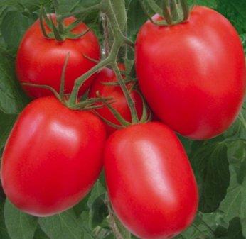 Les meilleures variétés de tomates et de tomates en 2026