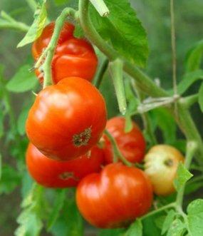 Les meilleures variétés de tomates et de tomates en 2026