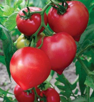Les meilleures variétés de tomates et de tomates en 2026