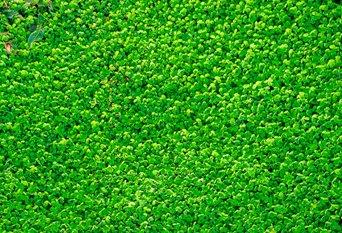 Comment choisir l'herbe à gazon