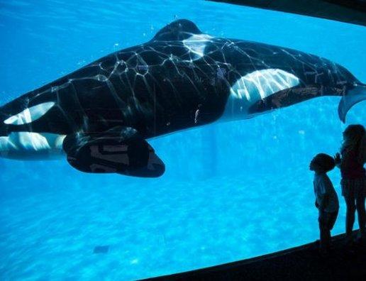 Meilleur océanarium de Moscou en 2026