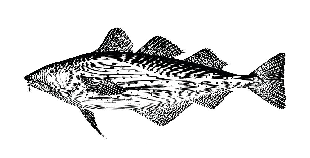 Meilleur foie de morue